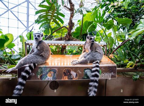 Curious ring-tailed lemurs sitting on information board in zoo Stock