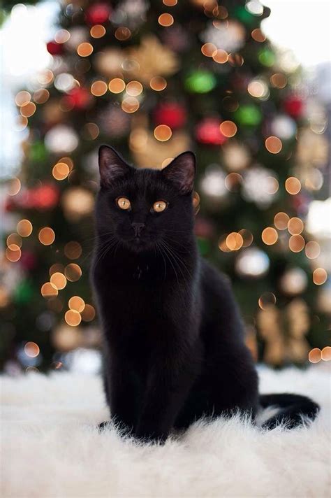 Christmas Black Cat Fur Baby Cat Christmas Cats Baby Cats