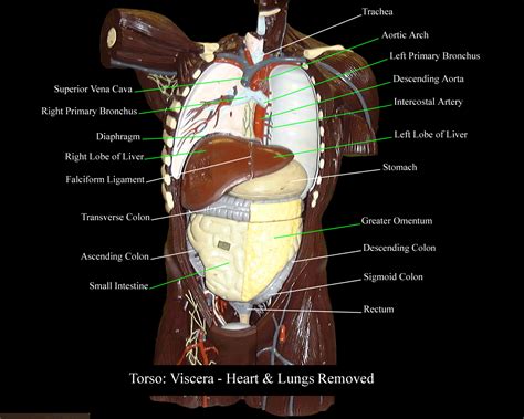 Human Torso Model Labeled Organs