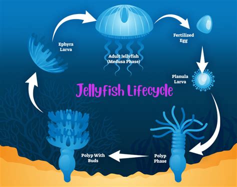 Nature Activity - All About Jellyfish - Kids Club for Jesus