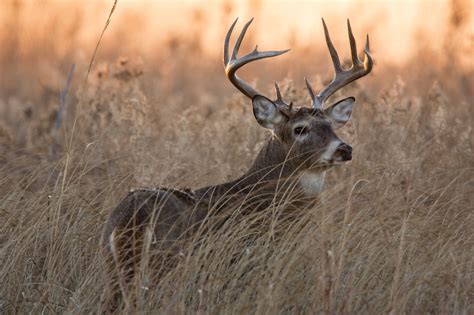 The Rut Inside The Mind Of A Rutting Buck Deer Hunting Realtree Camo