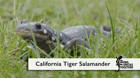 Tigre Salamandra De California Salvemos Especies Juntos YouTube