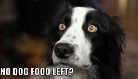 21 Border Collie Memes Guaranteed To Make You Laugh The Paws