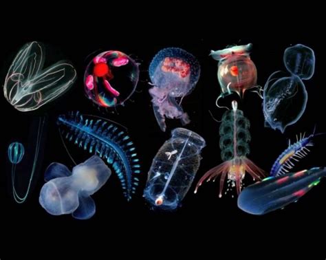 Tipos De Medusas Escifozoos Cubozoos Hidrozoos Características