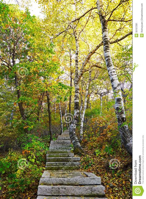 The Stone Steps And Silver Birch Of Zu Mountain Stock Image Image Of