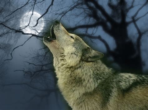 ~♥ Wolves ♥ ~ Wolves Wallpaper 10291332 Fanpop