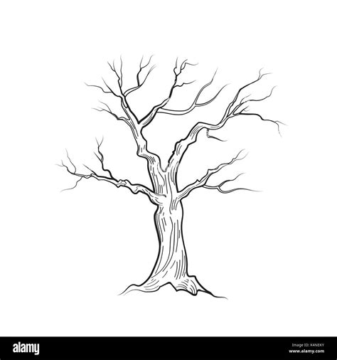 Tree Without Leaves Isolated Nature Sign Vector Sketch Stock Vector