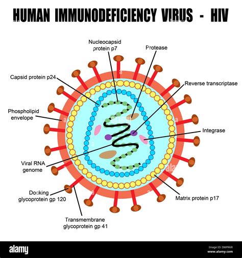 Structure Of Human Immunodeficiency Virus Stock Vector Image And Art Alamy
