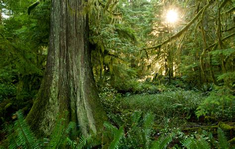 Logging Bcs Coastal Treasures The Common Sense Canadian