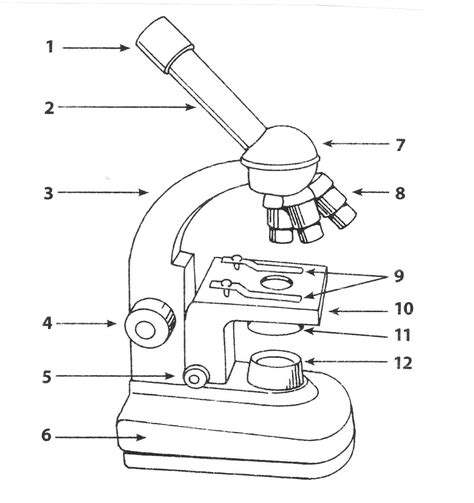 Compound Light Microscope Easy Drawing Micropedia