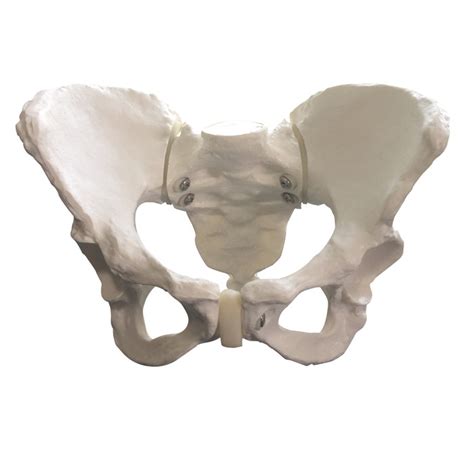 Standard Female Pelvis Teaching Model Childbirth Graphics