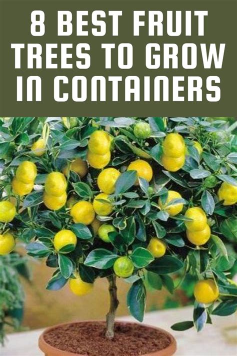 8 Best Fruit Trees To Grow In Containers Gardening Sun Fruit Trees