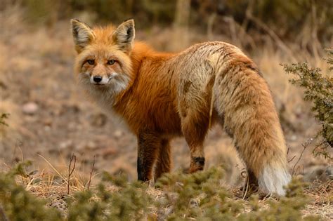 Red Fox In Colorado Stock Photo Download Image Now Istock