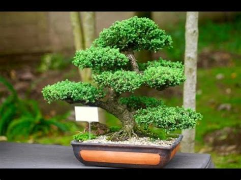 They don't need fertilizer if planted in rich loam but feed once in spring if the plant is in low nutrient soil. Japanese Juniper Bonsai Care and Creation - YouTube