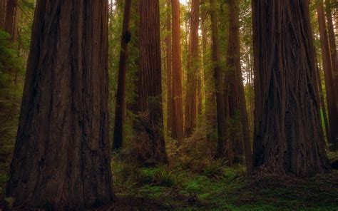 California Redwoods Wallpapers Top Free California Redwoods