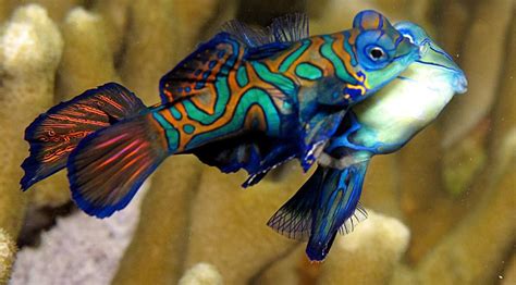 Top 10 Facts About Mandarin Goby