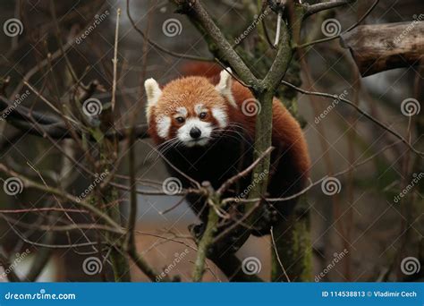 Beautiful Endangered Red Panda On A Green Tree Stock Image Image Of