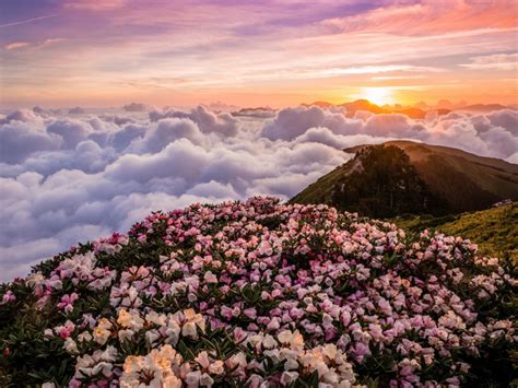 Обои небо солнце облака пейзаж цветы горы природа туман рассвет