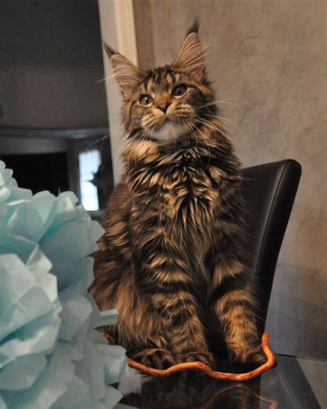 Why buy a maine coon kitten for sale if you can adopt and save a life? Giant Maine Coon Kittens For Sale Near Me