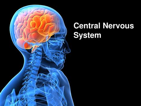 Ppt Central Nervous System Powerpoint Presentation Free Download