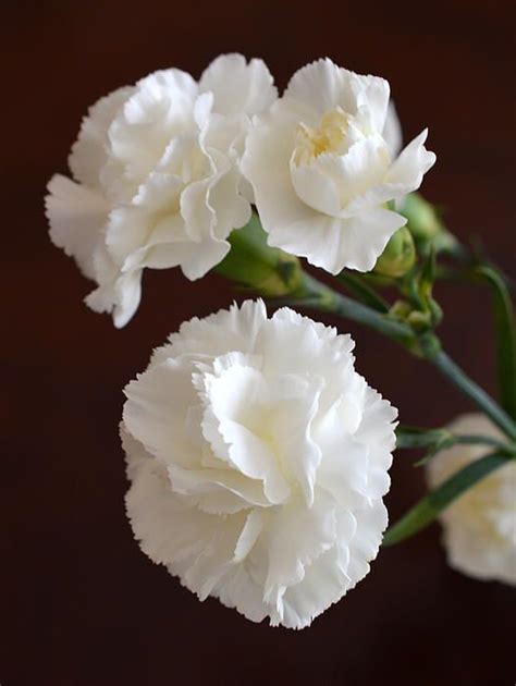 White Carnations Flores Fotos Belas Fotos De Flores Flores Inusuales