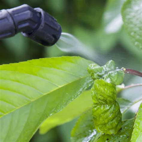 Your cannabis tincture will then be mixed into the rice crispies while they cook. Weed Management: Are Pesticides Safe | Cardinal Lawns