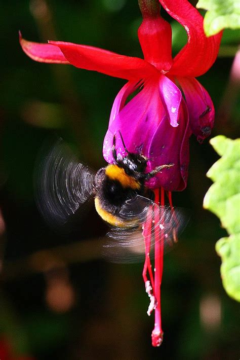 A good dose of either on the porch up around the eve where you mostly see them should repel them from the area. Pin on All things Bee!