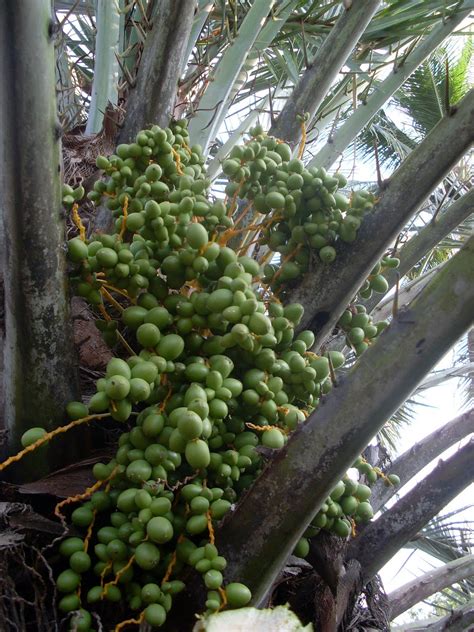 RIZAEdutama: Pohon Kurma Bisa Berbuah