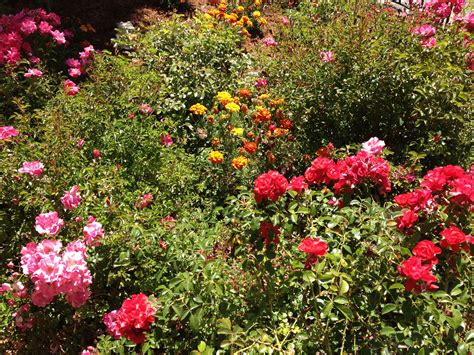 Spring in wine country means the vines are flowering, giving you gorgeous views whether you take a tour or. Santa Rosa | Flowers, Plants