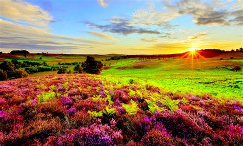Nature Purple Flowers Green Grass Meadow With Sun Rays Sunrise