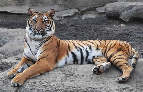 Just A Handful Of Tiger Subspecies Remain In The Wild Here They Are