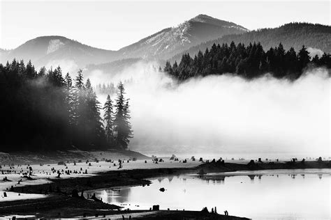 Grayscale Photography Lake Pine Trees Grayscale Photo Calm Body