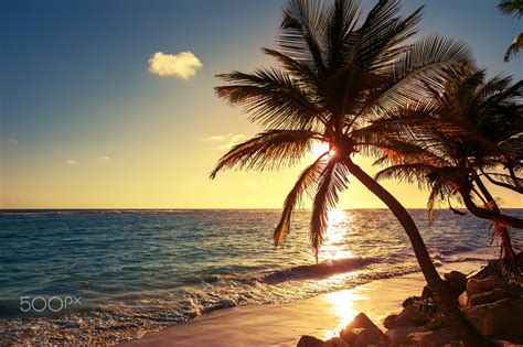 Palm Tree On The Tropical Beach Sunrise Shot Papel Mural De Playa