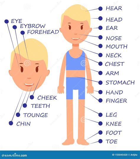 Cartoon Little Child Vocabulary Of Human Body Parts Stock Illustration