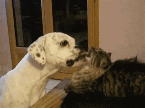 Cat And Dog  Find And Share On Giphy