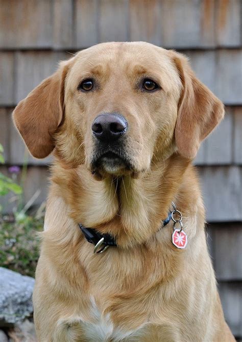 How about with a side of fries? Why Do Dogs Eat Poop - How To Stop Your Dog Eating Poop