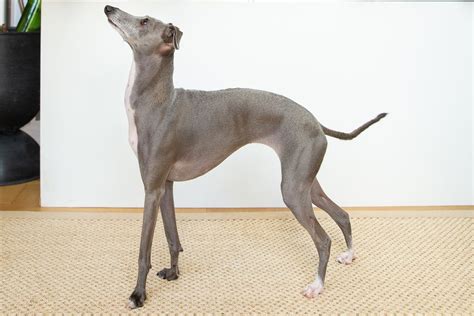Italian Greyhound Dog Breed Characteristics And Care