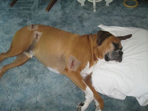 Bentley Resting After Mast Cell Tumors Removed 3 Of Them Boxer