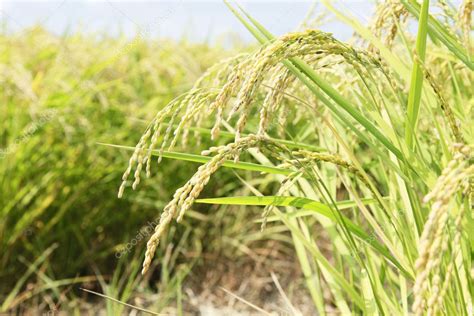 Rice Plant Stock Photo By ©kokoroyuki 22296705