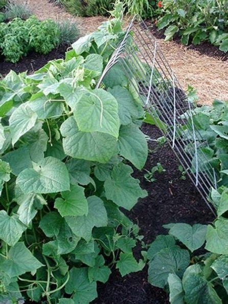 Make A Cucumber Tent Trellis Bonnie Plants Cucumber Trellis Garden