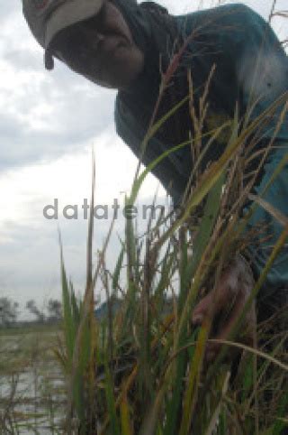 Petani Membabat Tanaman Padi Di Rorotan Jakarta DATATEMPO