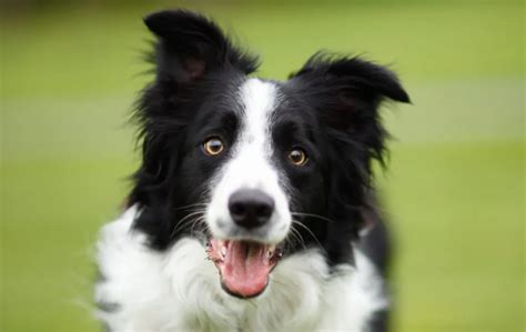 Border Collie Dog Breed Information And Characteristics