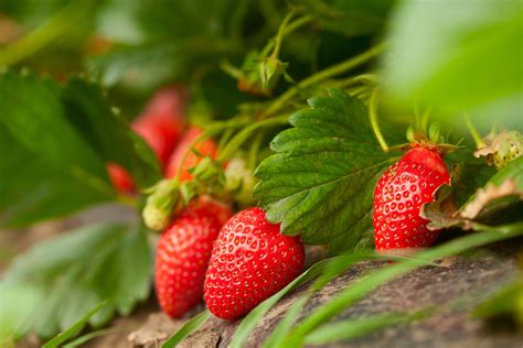 Pick Your Own Strawberry Farms In North Carolinaduce