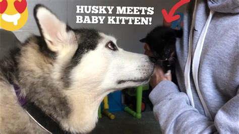 Husky Meets Kitten For First Time Ever Cutest Video Ever Youtube