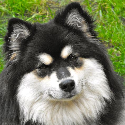 finnish lapphund breed guide learn   finnish lapphund