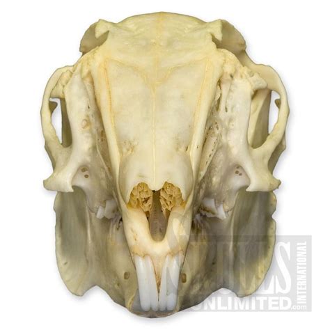 Rabbit Skull Reference As To Give Me An Idea Of The Underlying