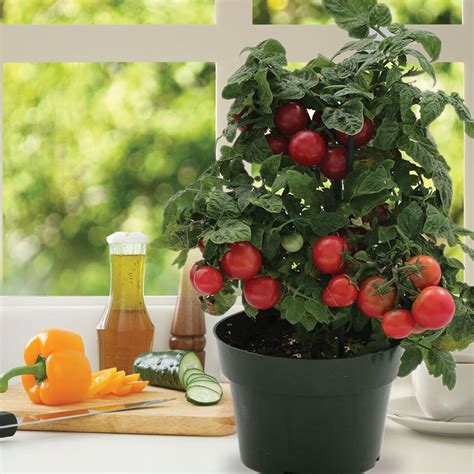 Growing Tomatoes In A Container Garden