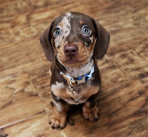 Miniature Dachshund Puppies For Sale Detroit Mi 366023