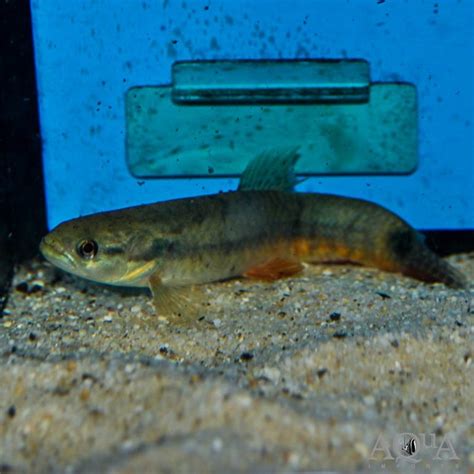 Orinoco Red Wolf Fish Erythrinus Sp Aqua Imports