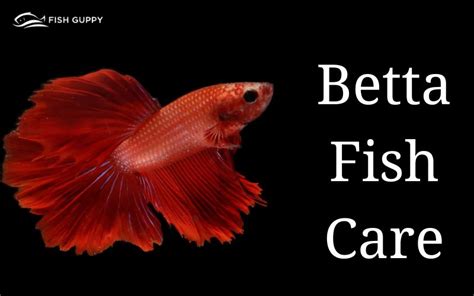 How To Keep A Betta Fish A Comprehensive Guide To Betta Fish Care